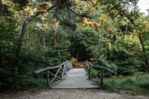 uitslagen step bridge 2024