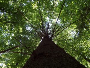 Blackwood en Gerber (azenvraag)